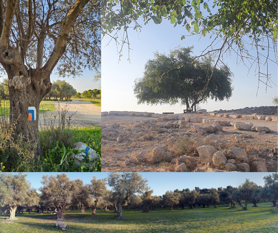 תל חדיד - שביל ישראל (צילום גלית עובדיה-ליבסון)