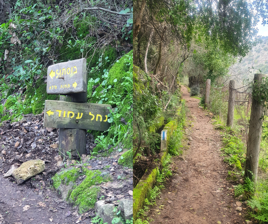 נחל עמוד. צילון: גלית עובדיה ליבסון